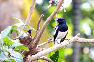 Zarif Doğulu saksağan Robin Bird açık havada yemyeşil bir dalda tünedi.