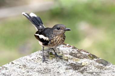 Doğulu küçük saksağan Robin Bird yosunlu kayaya tünedi. Doğal ortamlarda, meraklı ve tetikte.