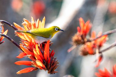 Doğunun parlak beyaz gözlü kuşu Doğanın dalları arasında turuncu kırmızı çiçeklere tünedi.