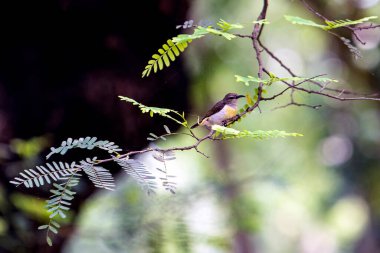 Yeşil Yapraklar Arasında Narin Dallara tünemiş Mor bir güneş kuşu Sessiz Orman Sahnesinde