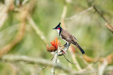 Kırmızı bıyıklı Bulbul Yeşil Ormandaki Parlak Kırmızı Çiçeklerle Dallara tünedi