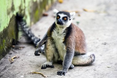 Halka Kuyruklu Lemur Meraklı İfadeyle Yerde Oturuyor