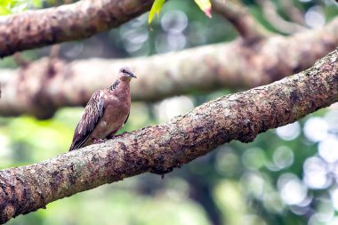 Benekli Güvercin Yeşil Yeşiller 'in ortasına tünemiş Yeşillik Ayarı' nda Doğal Kuş Portresi