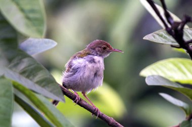 Yeşil yaprakların arasına tünemiş minik kuyruk kuşu, sakin bir doğa sahnesinde.