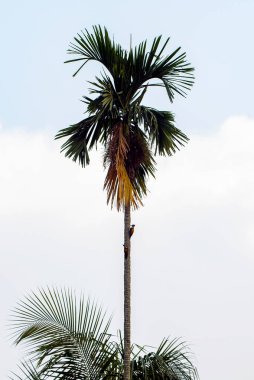 Açık Gök Altında Kuşlarla Uzun Palmiye Ağaçları Plaj İçin Tropikal Doğa Sahnesi