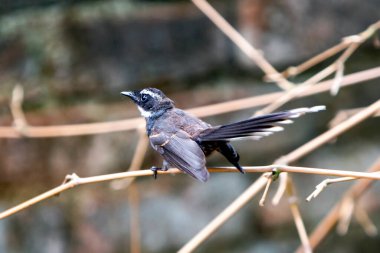 lineed-barbet-tünemiş-yeşil-dal-vahşi-01