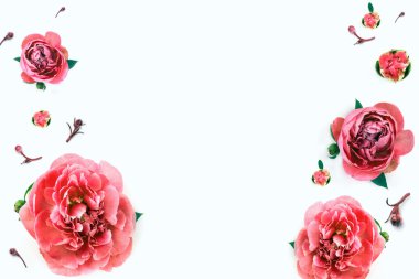 Web sait için beyaz zemin üzerine kırmızı peonies. Lüks bouque arka plan. 