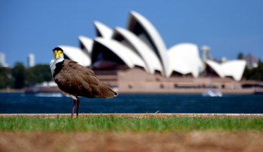 Sydney Opera Binası ve kuş