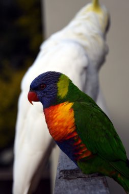 Renkli gökkuşağı Lori