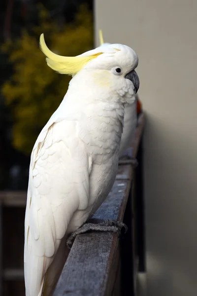 Žlutá chocholatý Kakadu — Stock fotografie