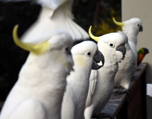 Yellow-crested Cockatoos — Stock Photo, Image