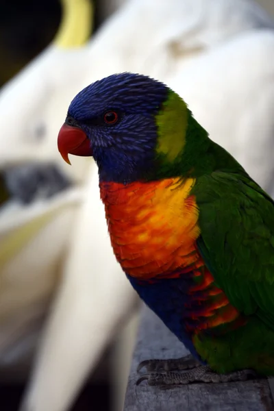 Kolorowy rainbow lorikeet — Zdjęcie stockowe