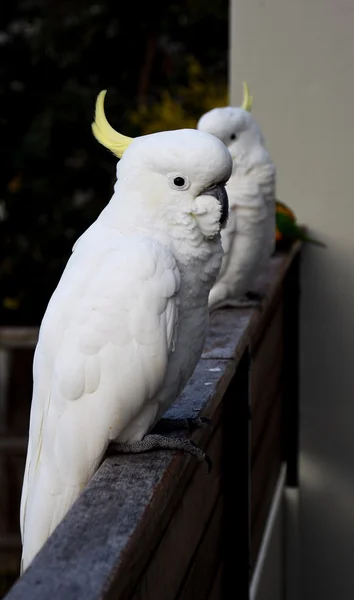 Cacatúa de cresta amarilla — Foto de Stock