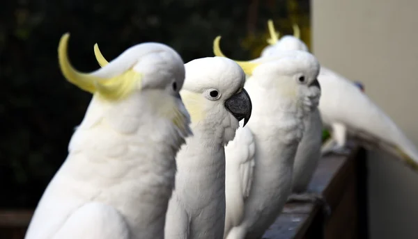 Sarı tepeli Cockatoos — Stok fotoğraf