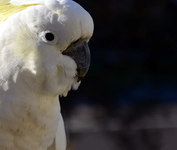 Cacatúa de cresta amarilla — Foto de Stock