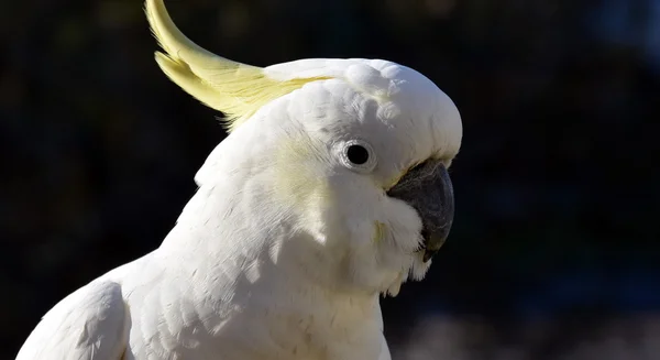 Cacatúa de cresta amarilla — Foto de Stock