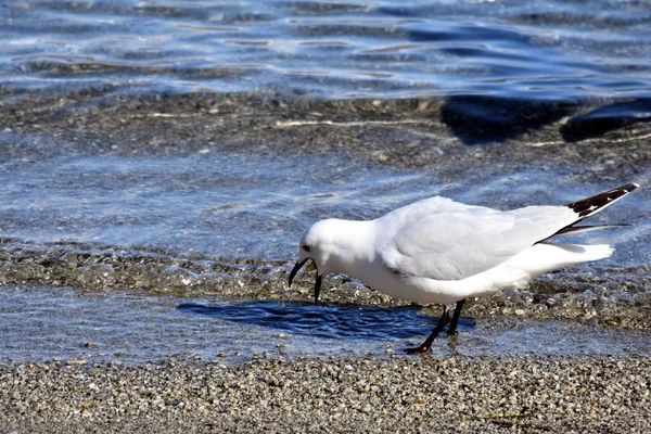 Seagull with open beak looking for food — Stock Photo, Image
