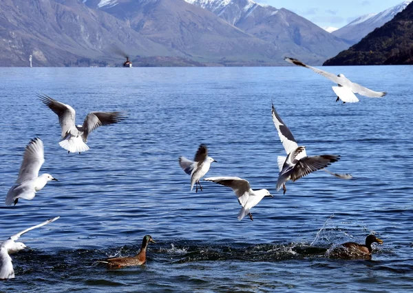Seagulls flying over lake — Stock Photo, Image