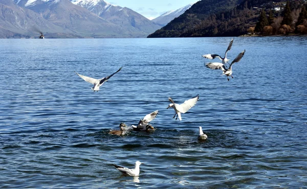 Gaivotas voando sobre o lago — Fotografia de Stock