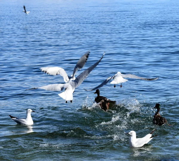 Seagulls flying over lake — Stock Photo, Image