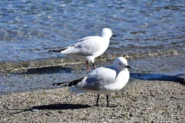 Gabbiani che camminano sulla spiaggia di sabbia — Foto Stock