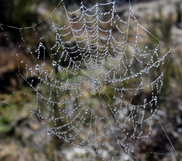 Örümcek su damlaları ile net — Stok fotoğraf