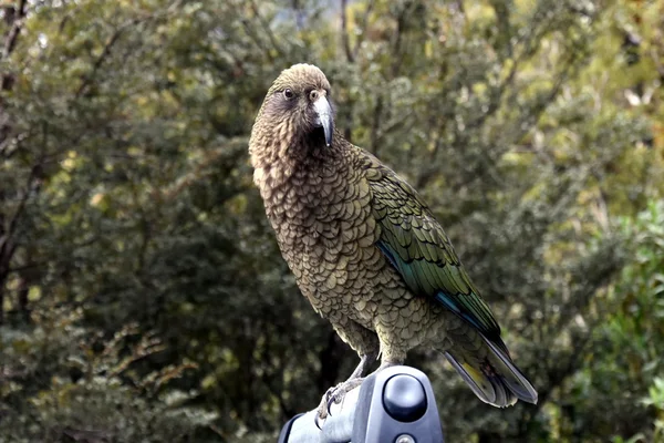 New Zealand Kea parrot — Stock Photo, Image