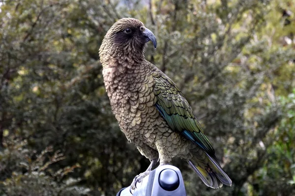 Loro de Nueva Zelanda Kea — Foto de Stock