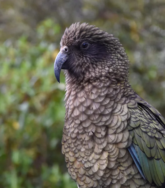 Loro de Nueva Zelanda Kea — Foto de Stock