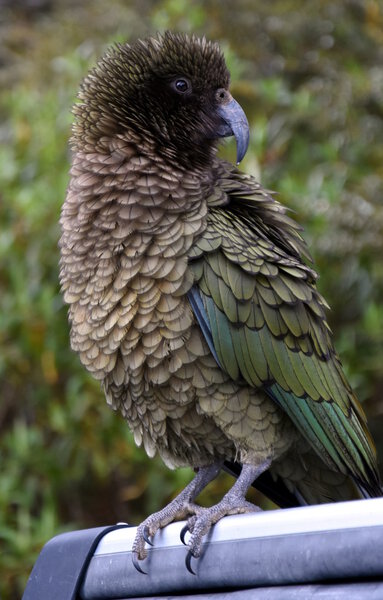 New Zealand Kea parrot 