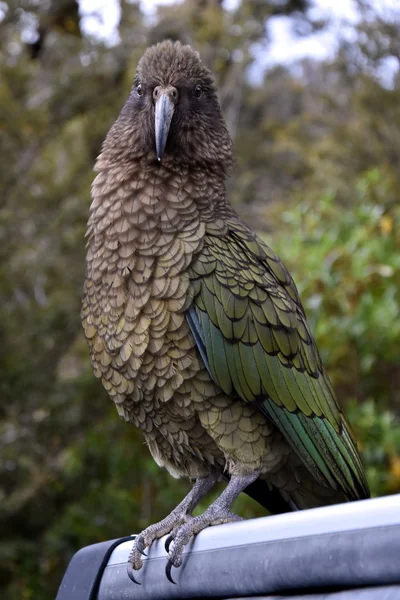 Loro de Nueva Zelanda Kea —  Fotos de Stock