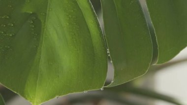 Su damlalı taze bitki