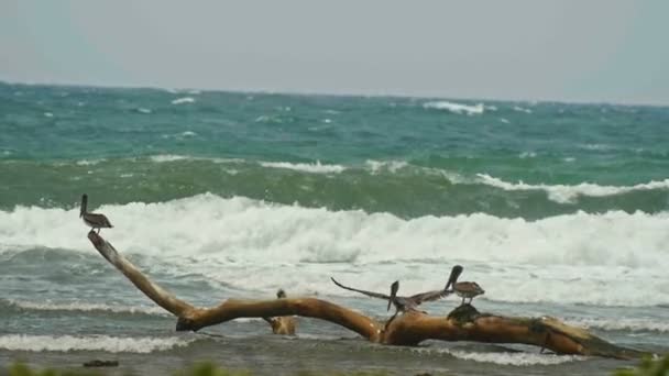 Pelican mendarat untuk kawanan pelikan, gerakan lambat. Laut Karibia. Republik Dominika . — Stok Video