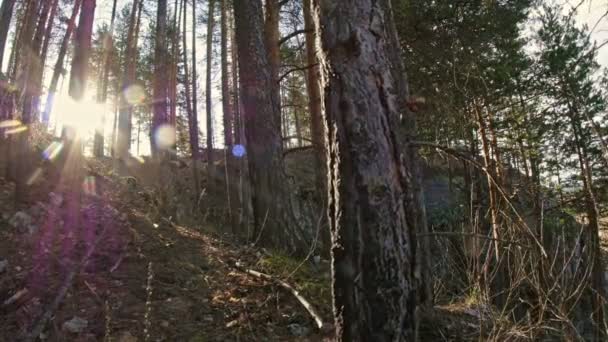 Banco íngreme de um rio montês, floresta de pinheiro, sol através das árvores, Ural, Sibéria — Vídeo de Stock