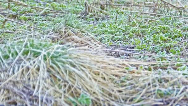 Gel sur les plantes dans le champ de printemps — Video