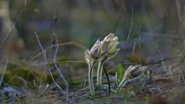 Premières fleurs de printemps gouttes de neige - poupée tirer 4k — Video