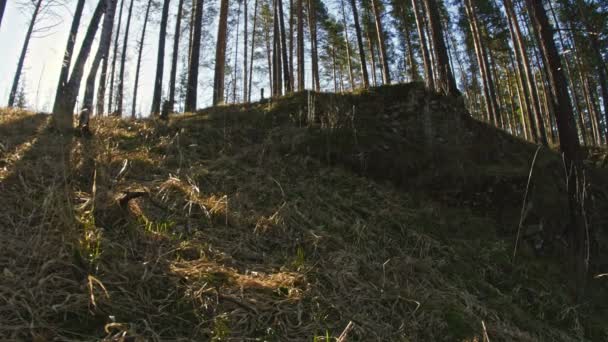 Sol rompendo pinheiros e bétulas — Vídeo de Stock