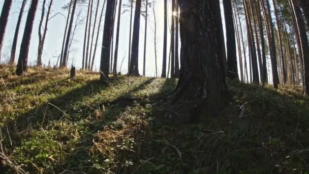 Slunce proniká borovicemi — Stock video