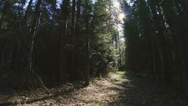 Camino a través de bosque denso — Vídeo de stock