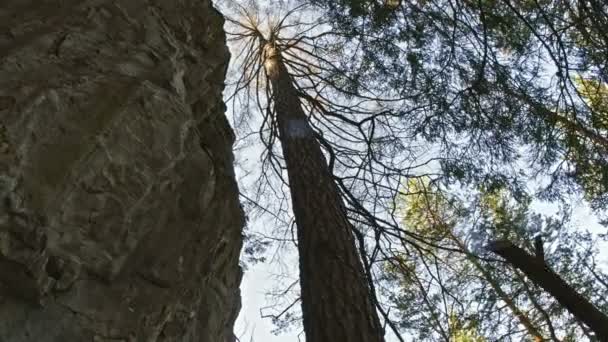 Pine in rotsen in het Siberische woud, Oeral — Stockvideo