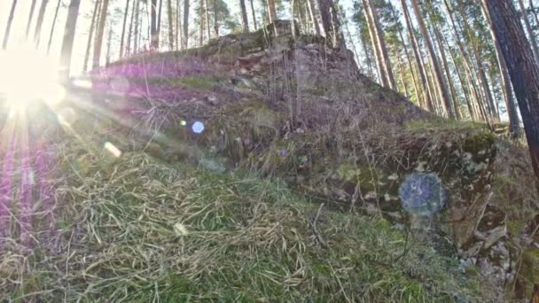 Forêt d'été, Oural, grand angle 