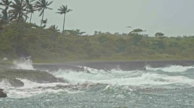 Pelikan sahil, Karayip Denizi kırma aşırı dalga üzerinde