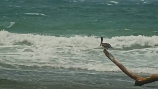Пеликан сидит на бревне у Карибского моря. Доминиканская республика . — стоковое видео