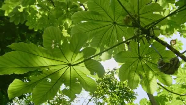 Solen bryter igenom Bladen i den tropiska trädgården, Jardin Botanico Nacional de Santo Domingo — Stockvideo