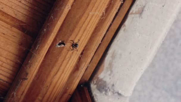 獲物のハチを折り返しクモ — ストック動画