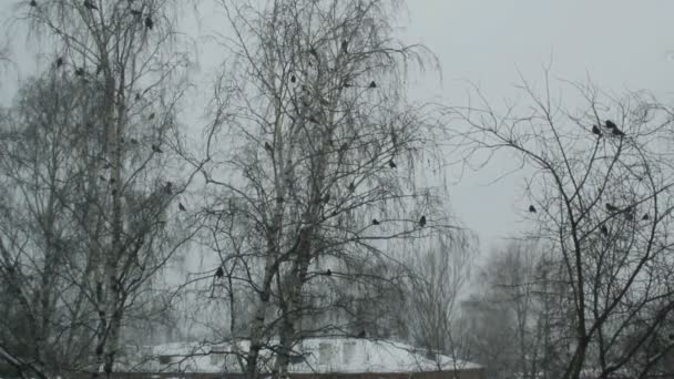 Krähen heben im Winterquartier ab — Stockvideo