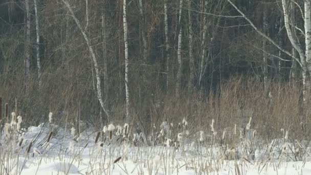 Reed in winter forest, Russia — Stock Video