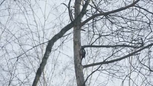 在俄罗斯冬季森林啄木鸟 — 图库视频影像