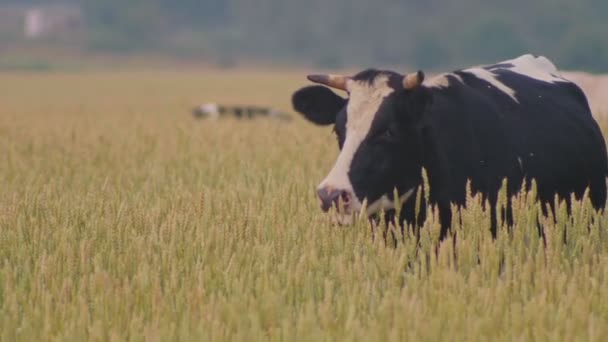 Корова їсть траву на лузі пшениці — стокове відео