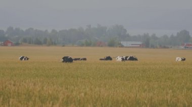 İnek Sürüsü kulakları buğday çayır üzerinde